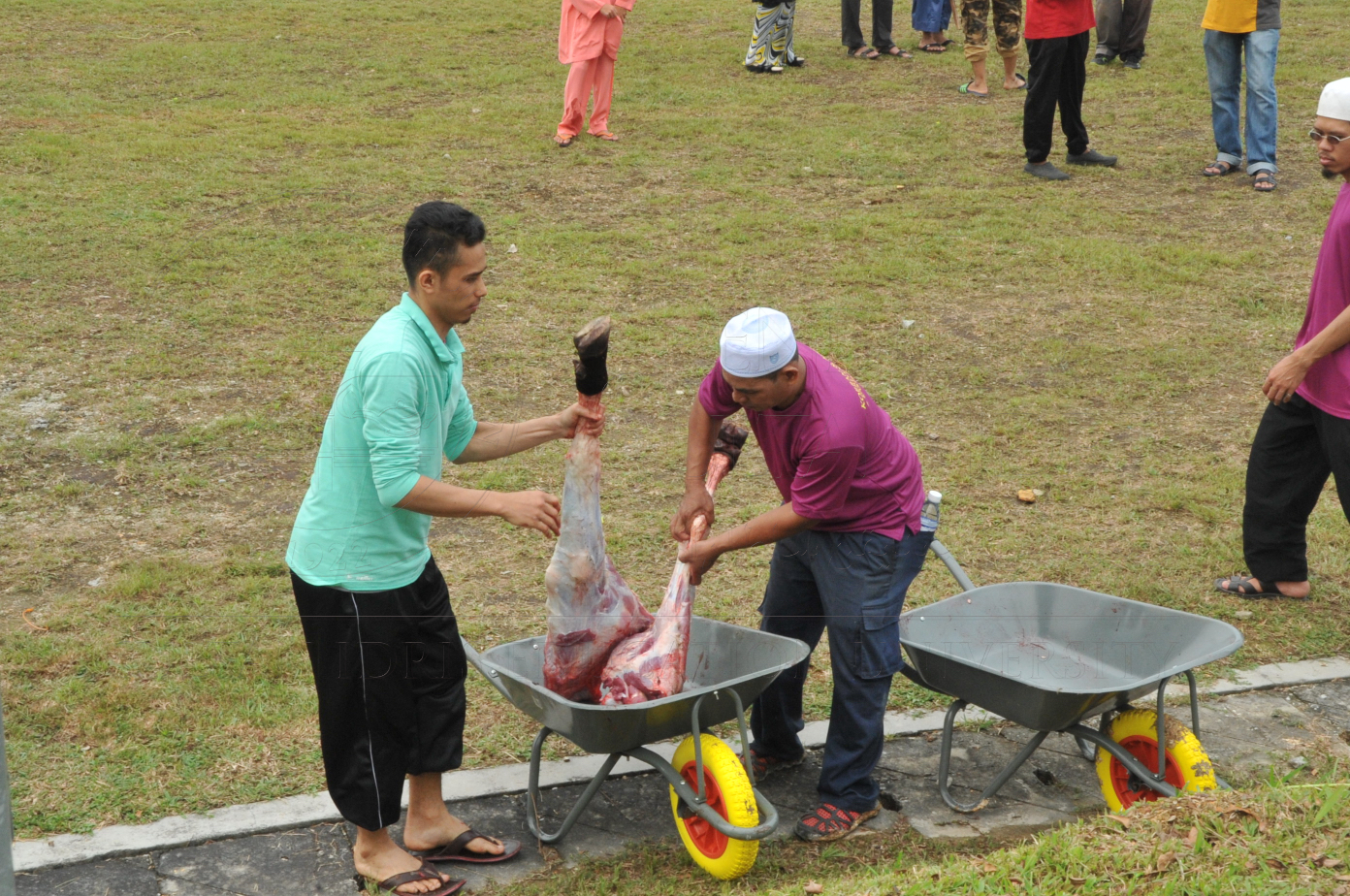 PRO15 150 KORBAN HAS 6964